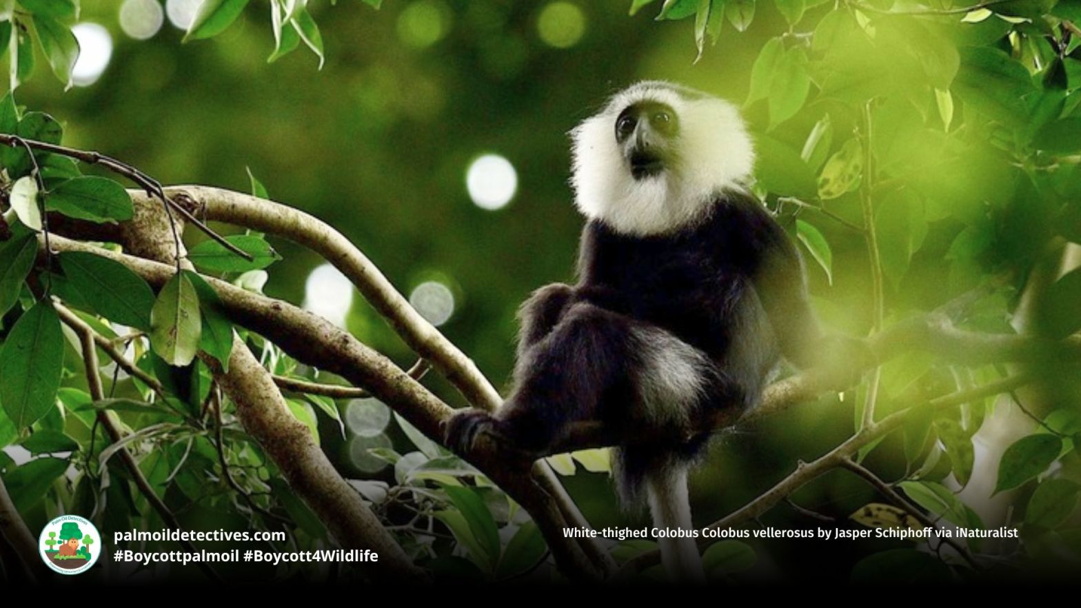 White-thighed Colobus Colobus vellerosus by Jasper Schiphoff via iNaturalist