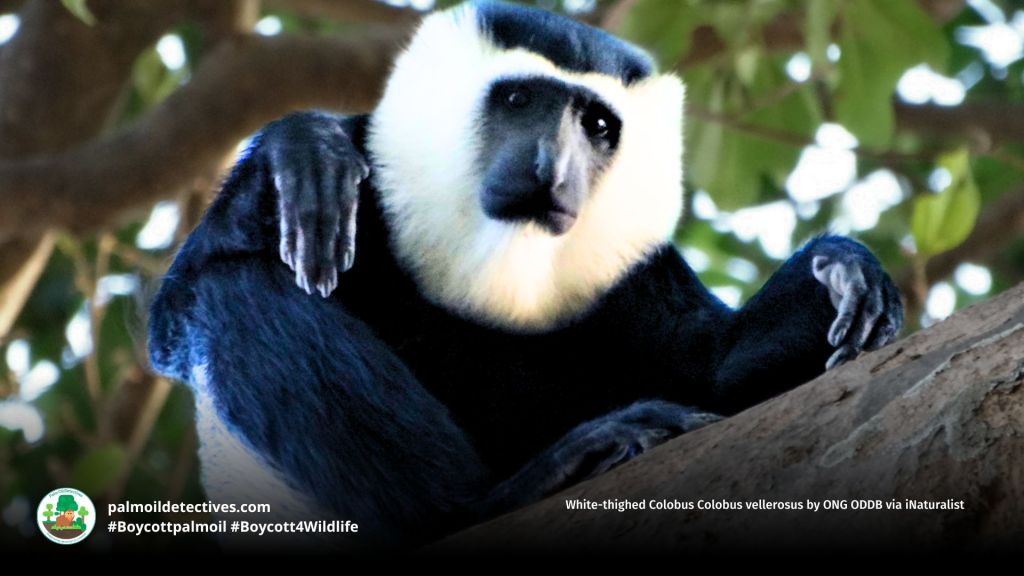 White-thighed Colobus Colobus vellerosus by ONG ODDB via iNaturalist (2)