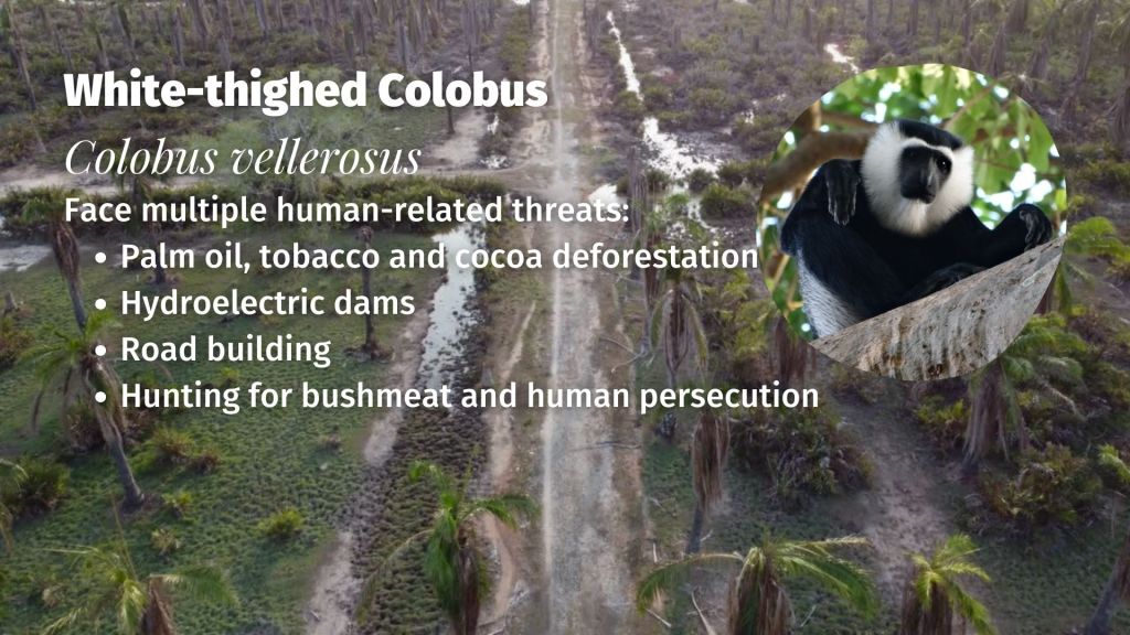 White-thighed Colobus Colobus vellerosus threats