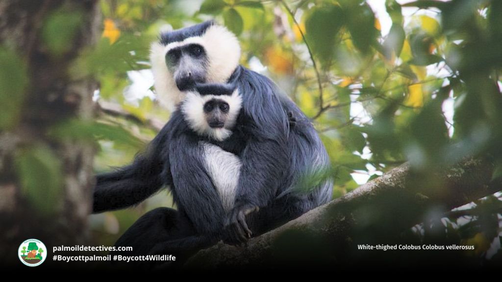 White-thighed Colobus Colobus vellerosus