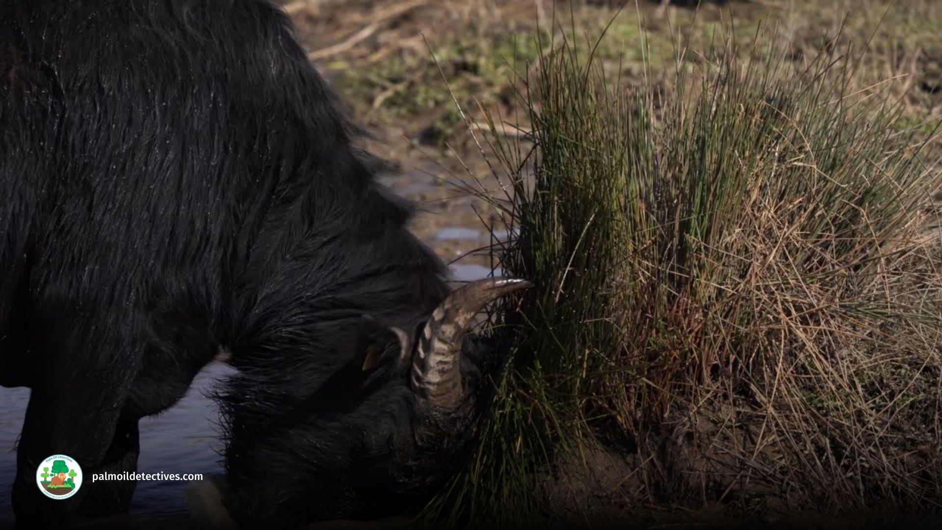 Wild Water Buffalo Bubalus arnee - Asia 3