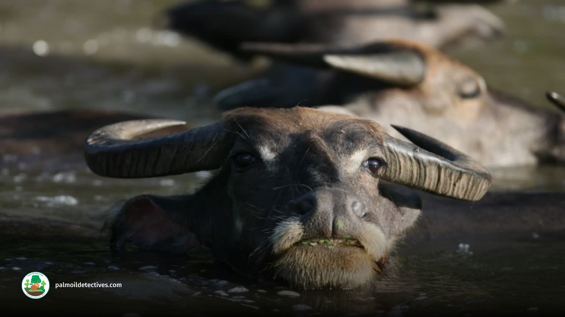 Wild Water Buffalo Bubalus arnee - Asia 5