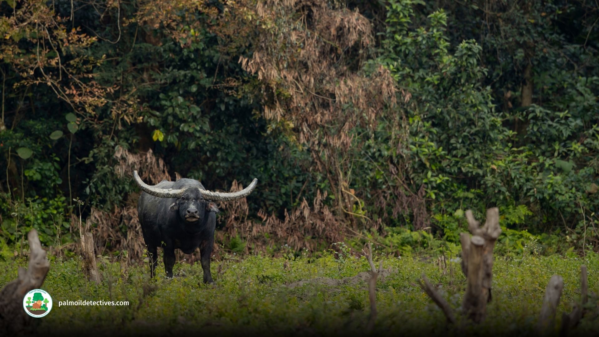 Wild Water Buffalo Bubalus arnee - Asia 7
