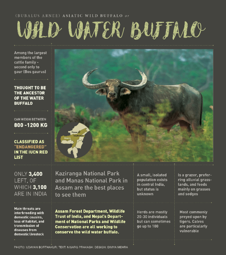 Wild Water Buffalo RoundGlass Sustain