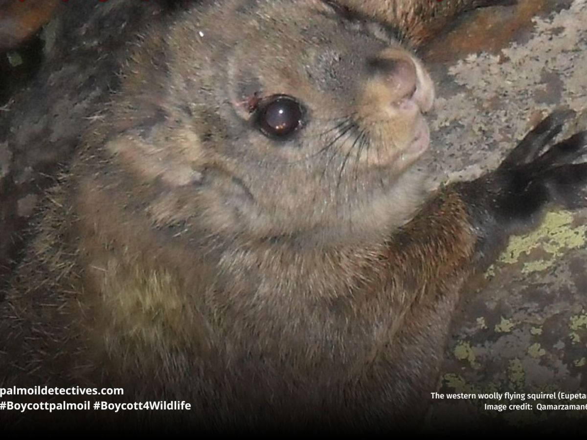 Woolly Flying Squirrel Eupetaurus&nbsp;cinereus