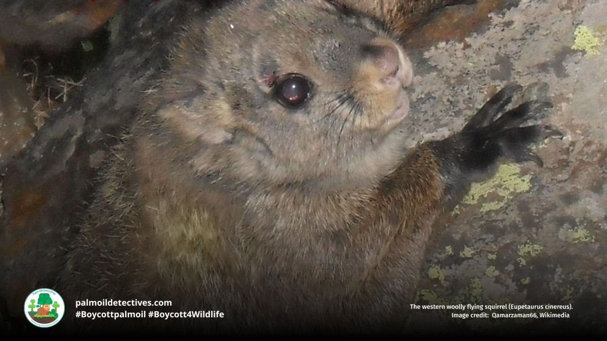 Woolly Flying Squirrel Eupetaurus&nbsp;cinereus