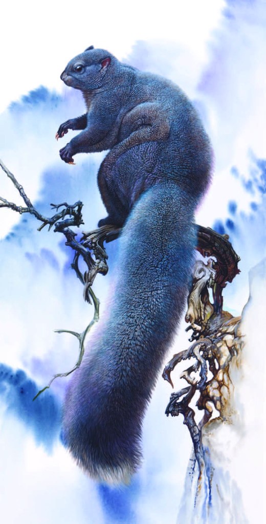 Woolly Flying Squirrel Eupetaurus cinereus