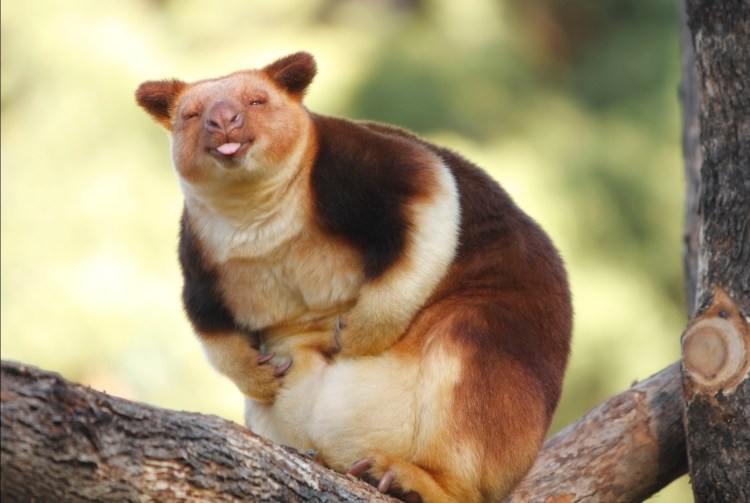 Goodfellow's Tree Kangaroo Dendrolagus goodfellowi