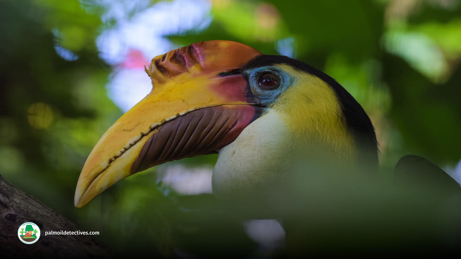 Wrinkled Hornbill - Aceros Corrugatus - Asia 1