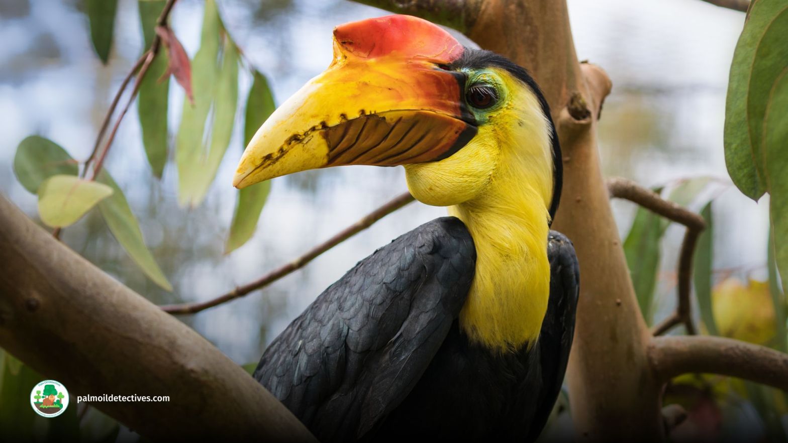 Wrinkled Hornbill - Aceros Corrugatus - Asia 2
