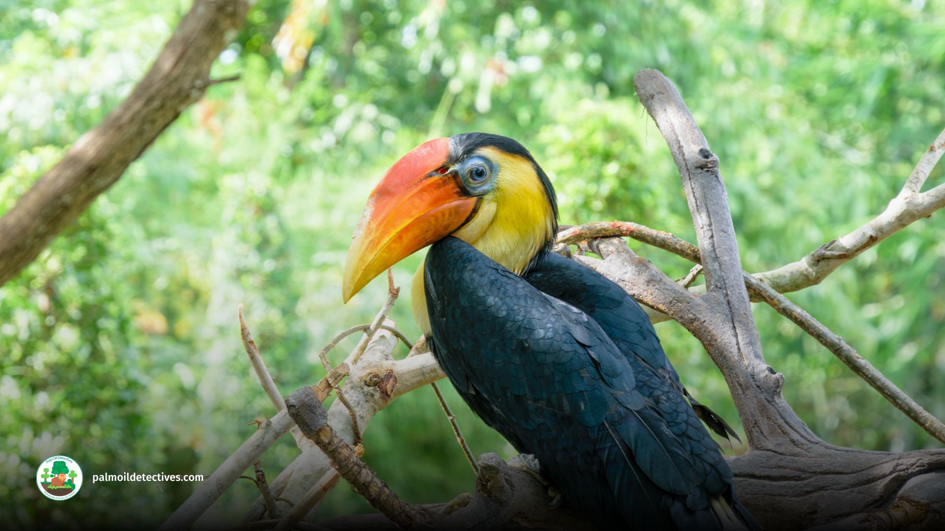 Wrinkled Hornbill - Aceros Corrugatus - Asia 3 