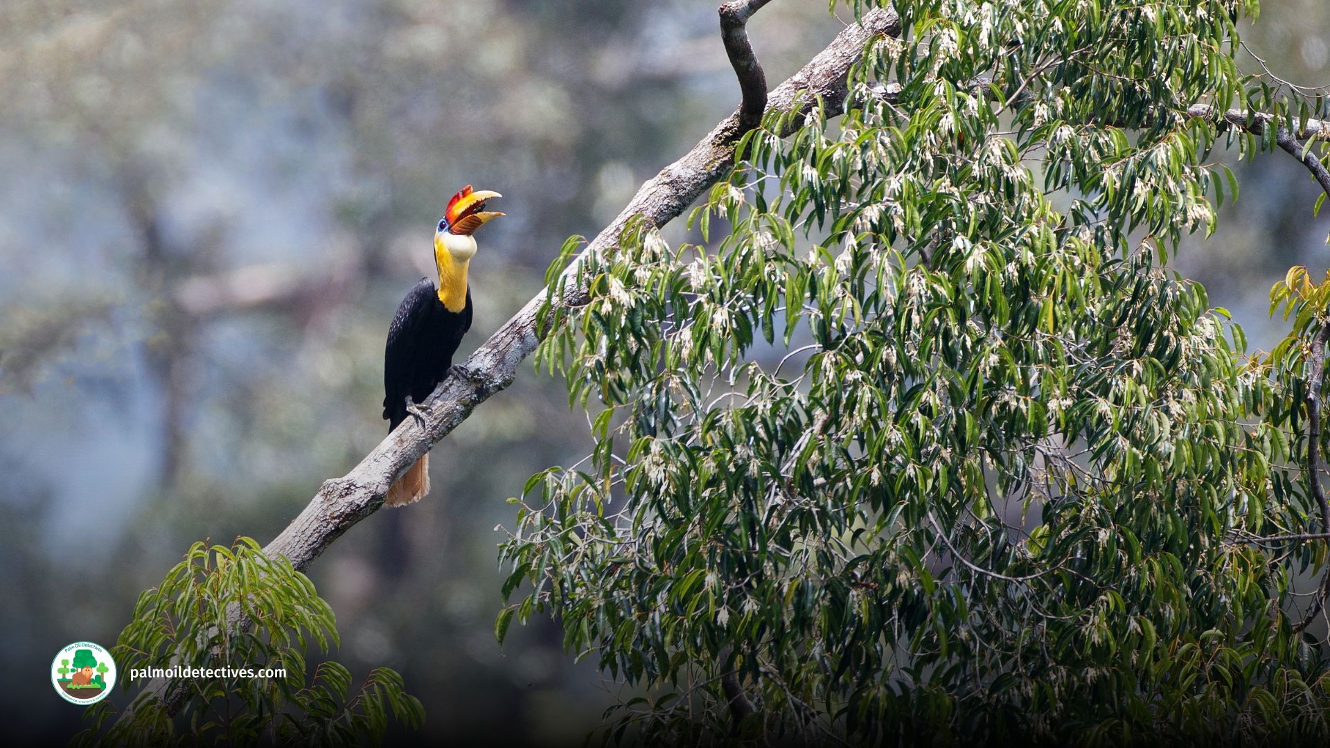 Wrinkled Hornbill - Aceros Corrugatus - Asia 4