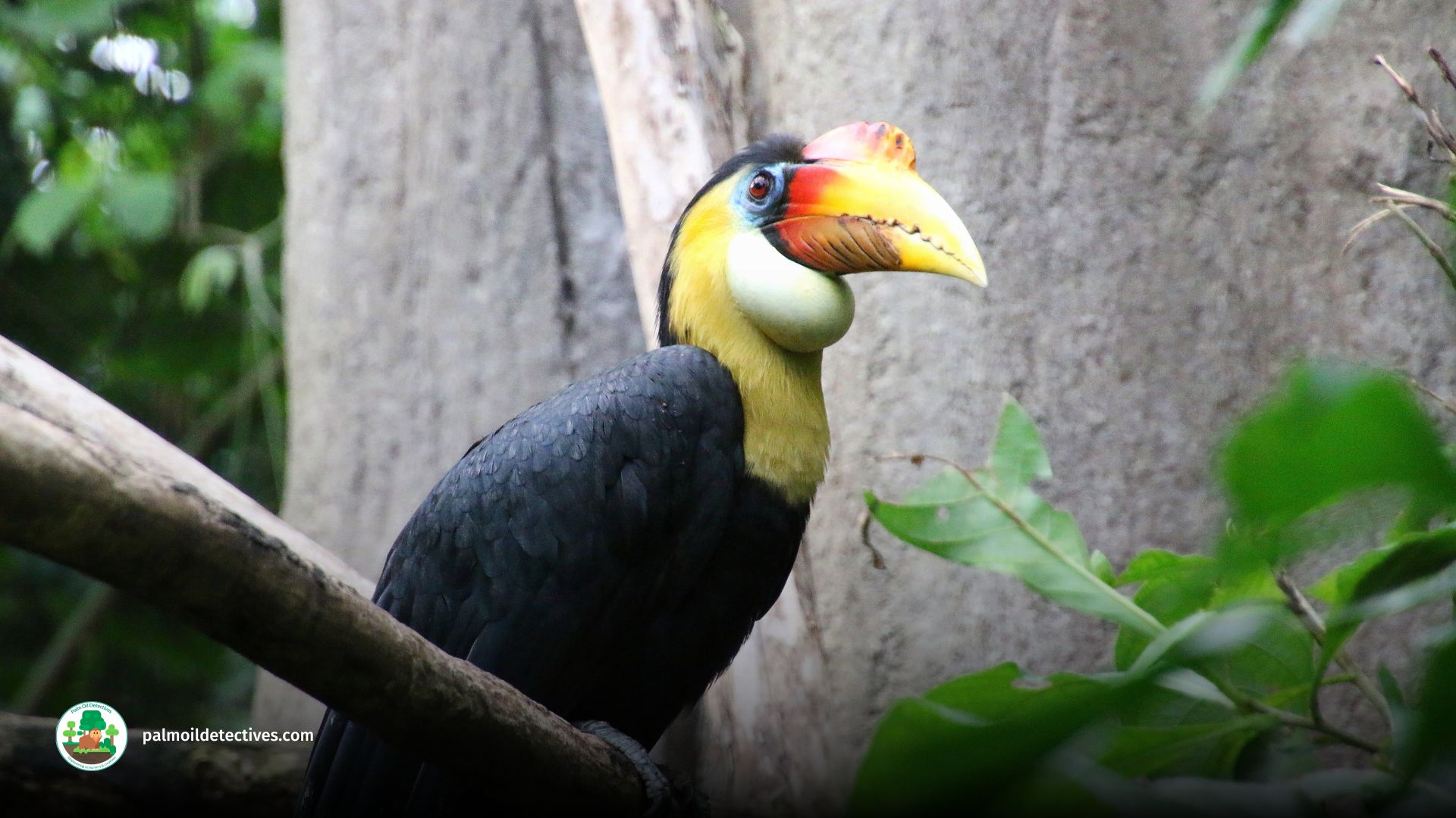 Wrinkled Hornbill - Aceros Corrugatus - Asia 5