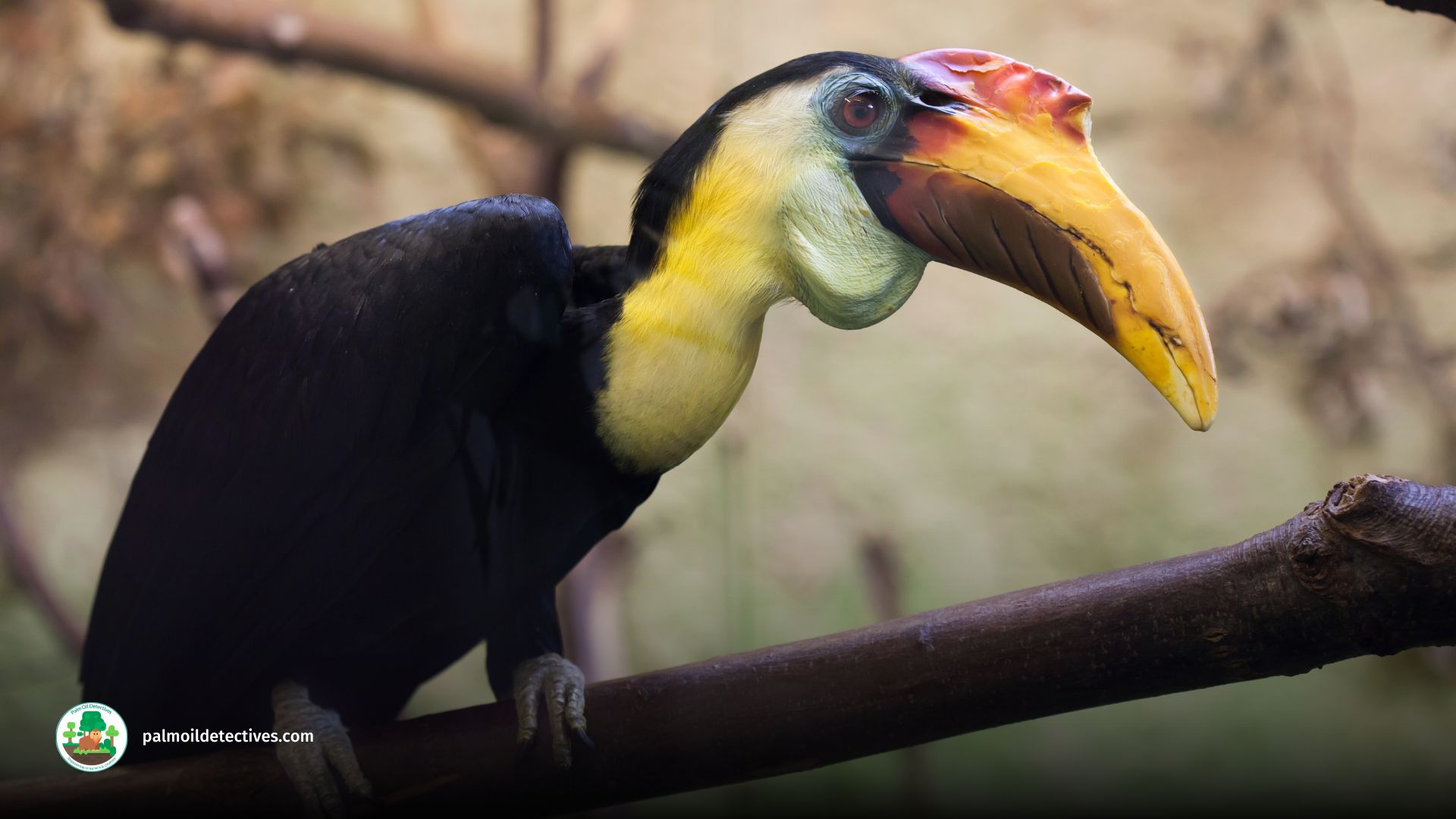 Wrinkled Hornbill - Aceros Corrugatus - Asia 6