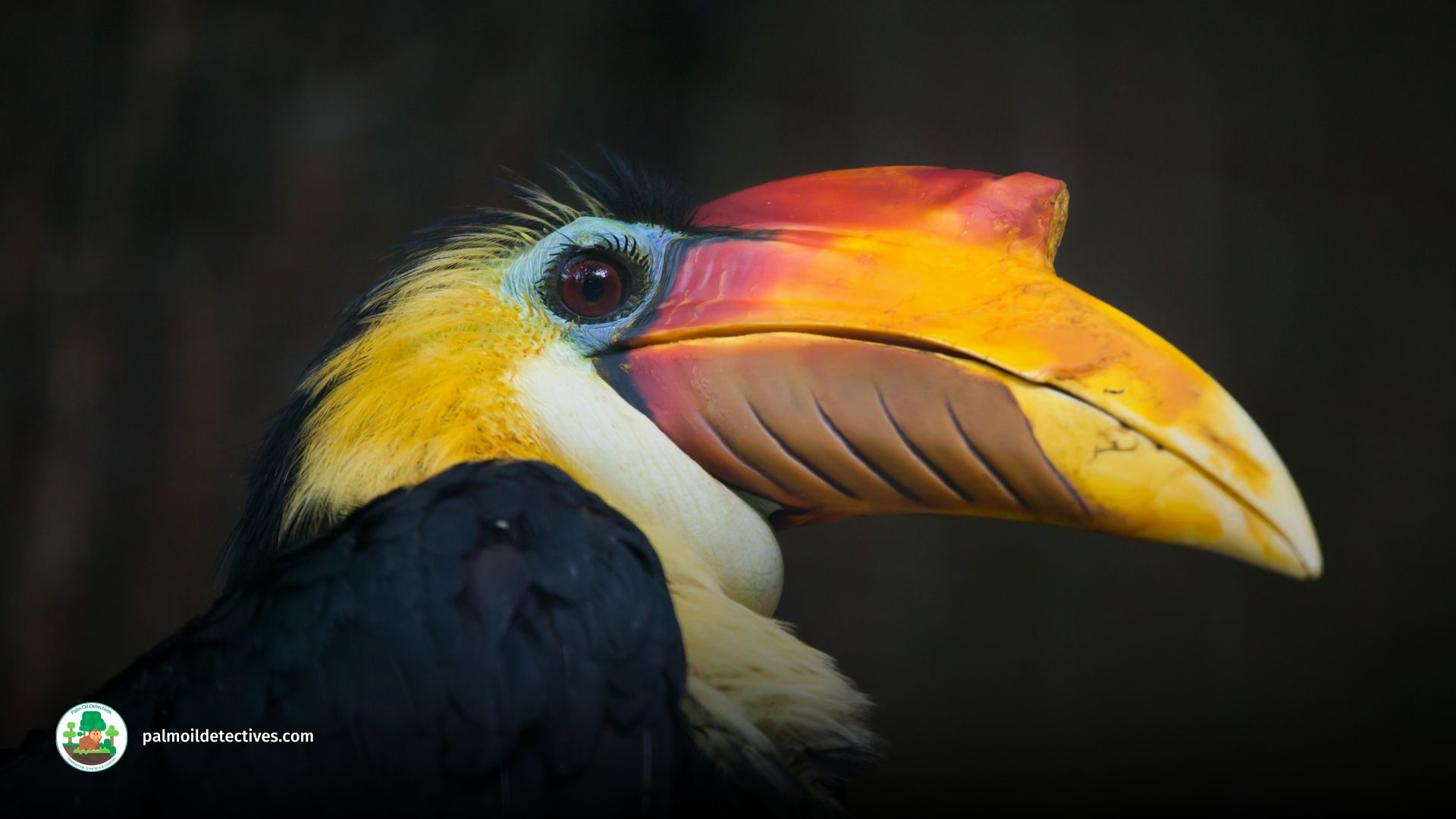 Wrinkled Hornbill - Aceros Corrugatus - Asia 8