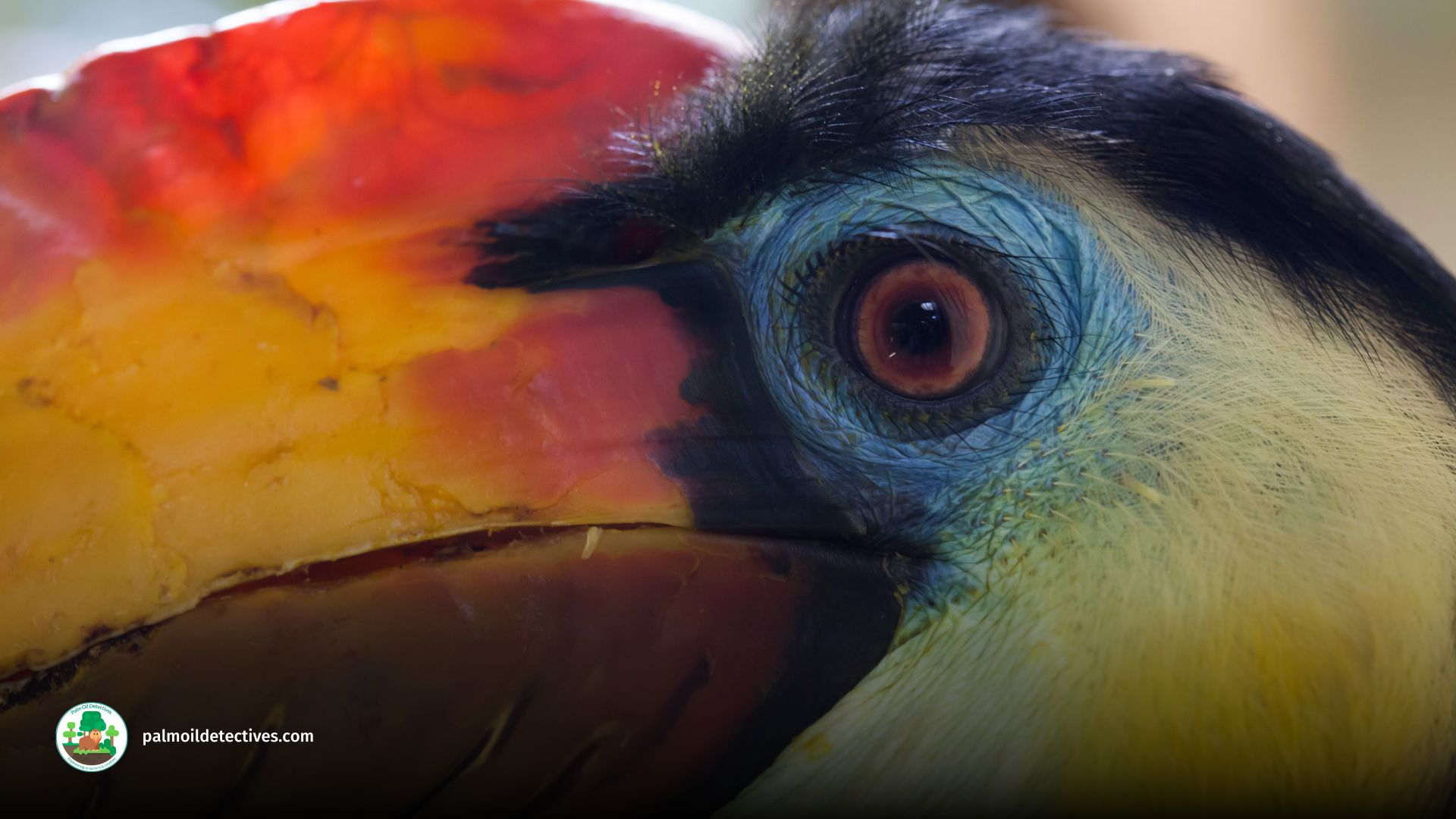 Wrinkled Hornbill - Aceros Corrugatus - Asia 8