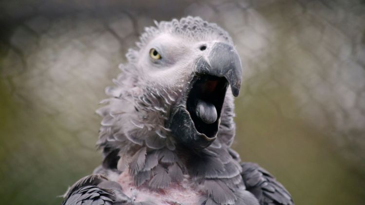 African grey parrots help each other in times of need angry parrot