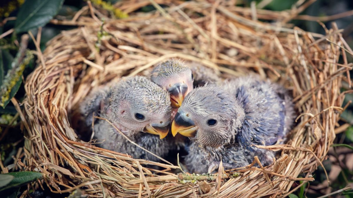 African grey parrots help each other in times of&nbsp;need