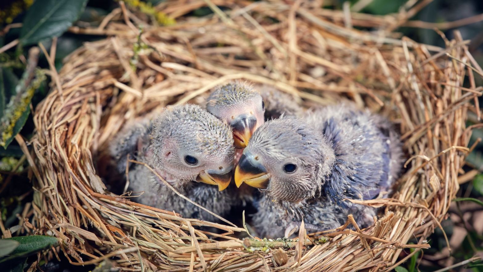 African grey parrots help each other in times of need baby parrots