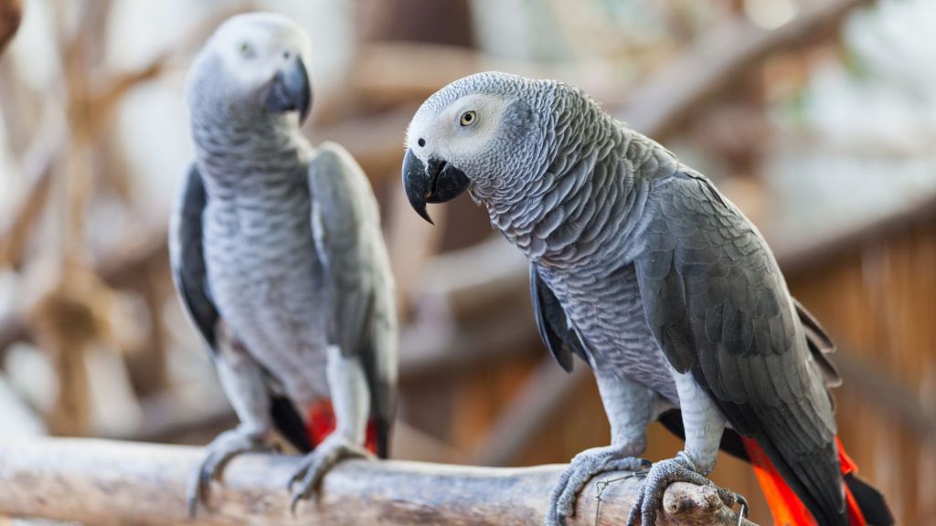 African grey parrots help each other in times of need pair close up