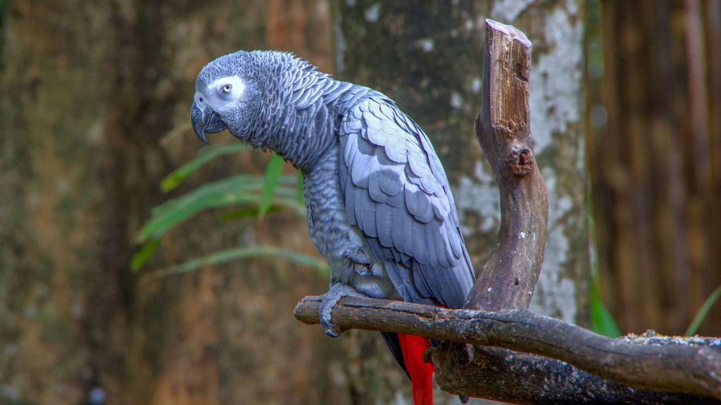 African grey parrots help each other in times of need parrot face