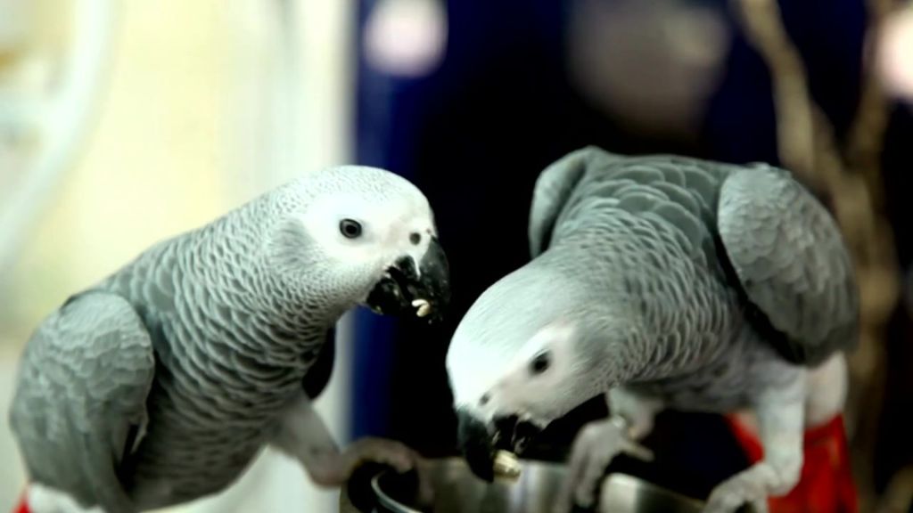 African grey parrots help each other in times of need parrot pair