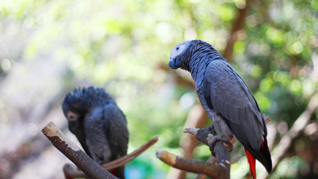 African grey parrots help each other in times of need two parrots on perch