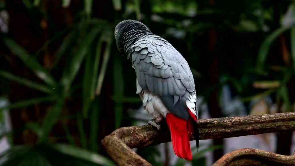 African grey parrots help each other in times of need
