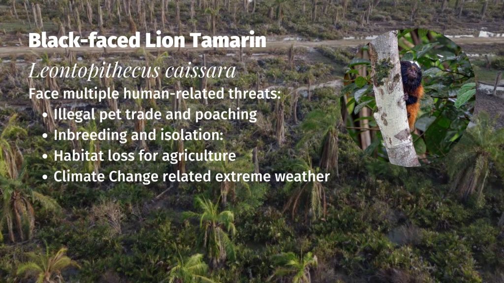 Black-faced Lion Tamarin Leontopithecus caissara Threats