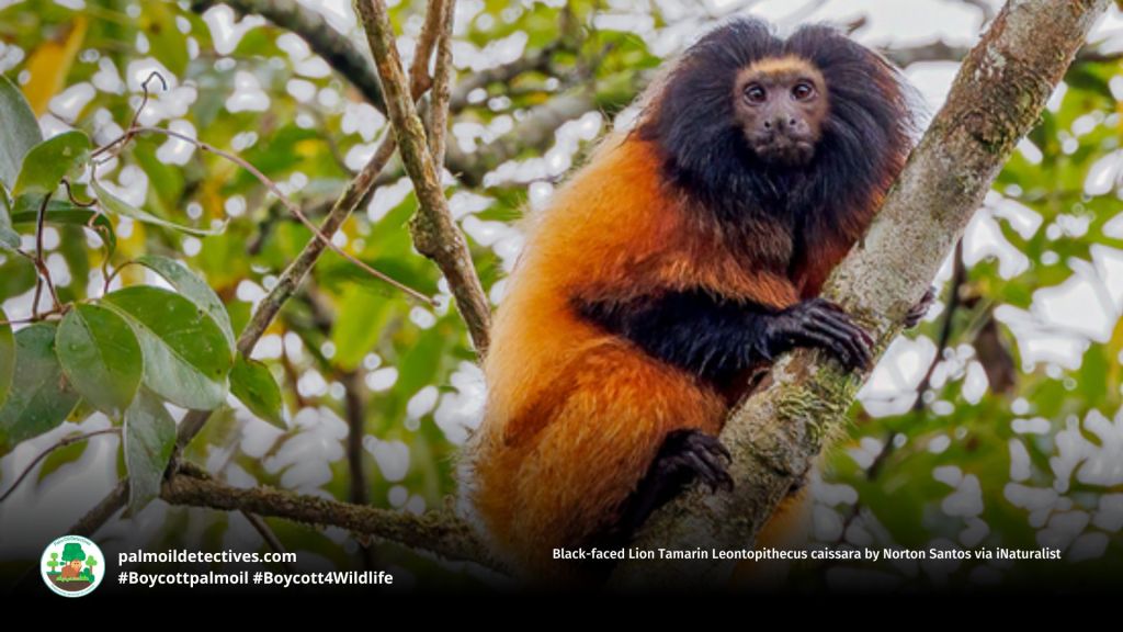 Black-faced Lion Tamarin Leontopithecus caissara by Norton Santos via iNaturalist (2)