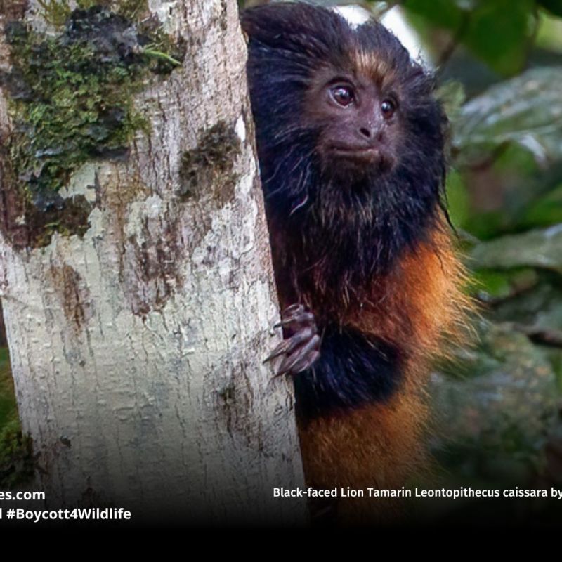 Black-faced Lion Tamarin Leontopithecus&nbsp;caissara
