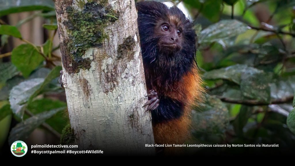 Black-faced Lion Tamarin Leontopithecus caissara by Norton Santos via iNaturalist