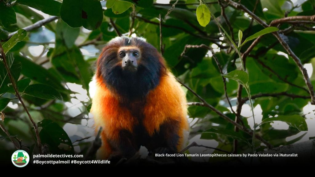 Black-faced Lion Tamarin Leontopithecus caissara by Paolo Valadao via iNaturalist (2)
