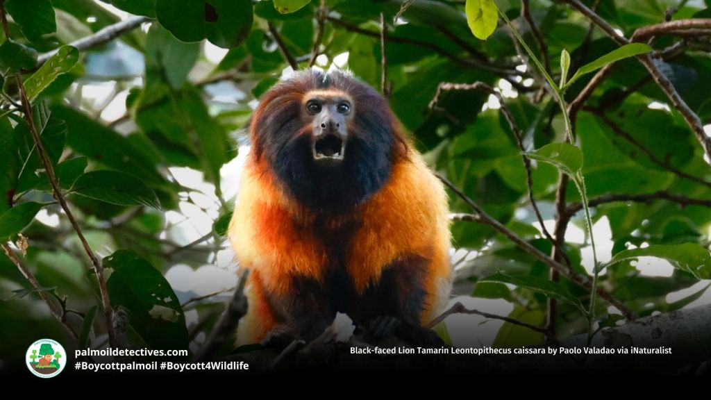 Black-faced Lion Tamarin Leontopithecus caissara by Paolo Valadao via iNaturalist