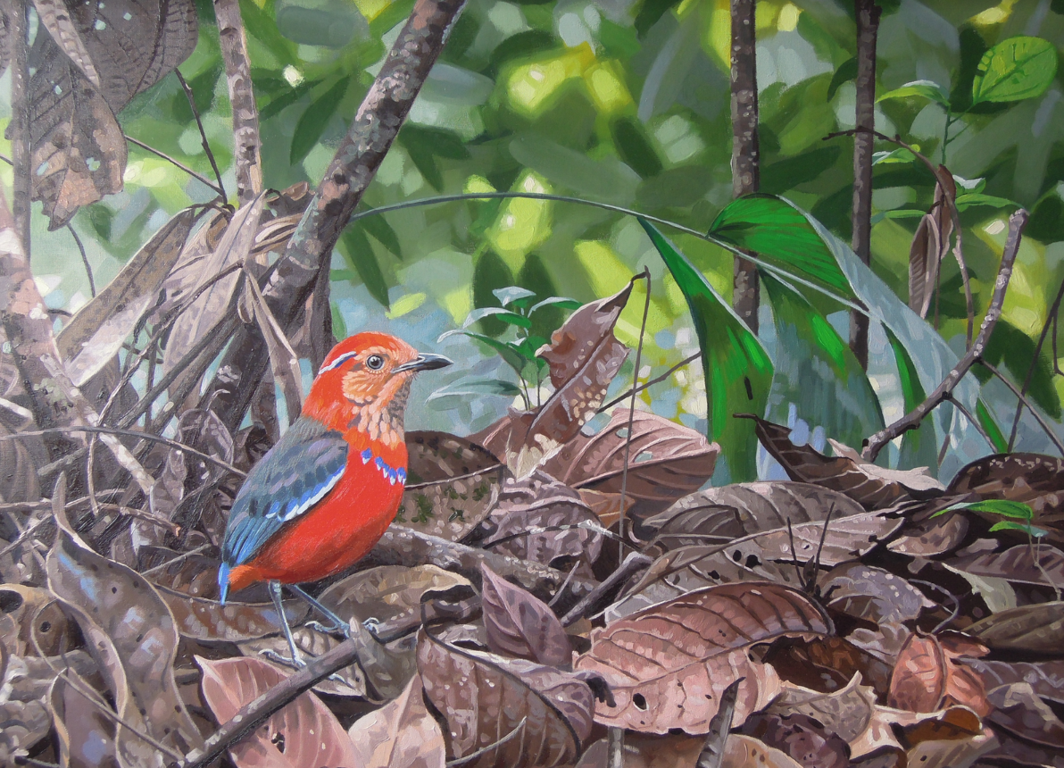 Blue banded Pitta by Szabolcs Kókay