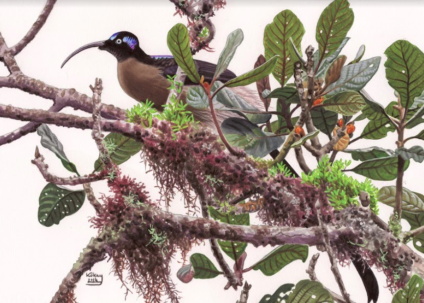 Brown Sicklebill by Szabolcs Kókay