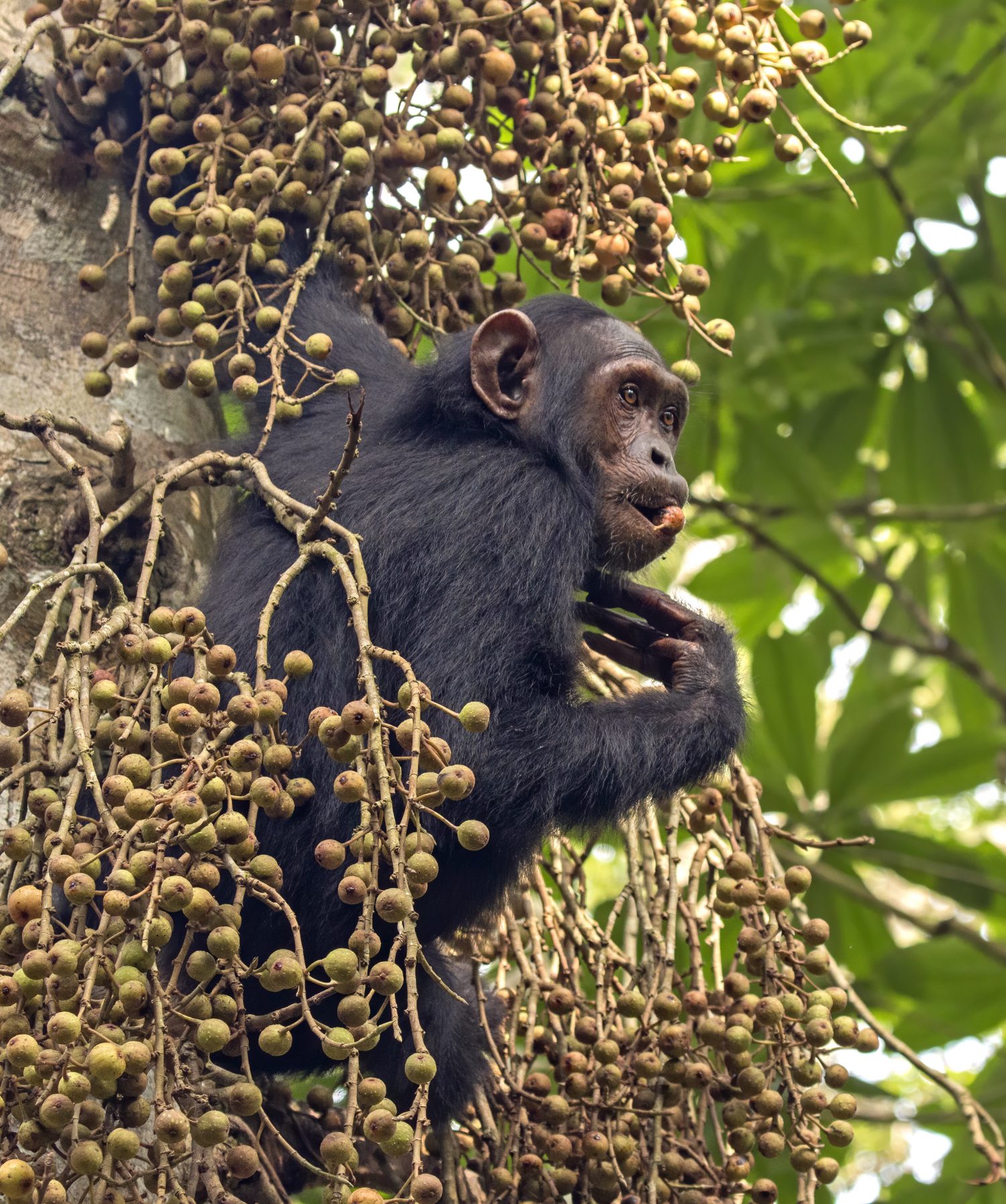 Chimpanzee Pan troglodytes