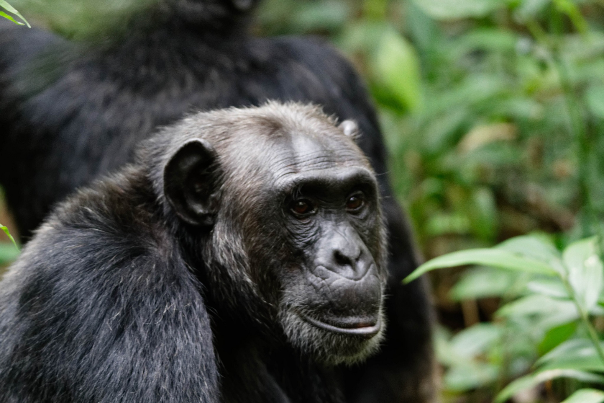Chimpanzee Pan troglodytes