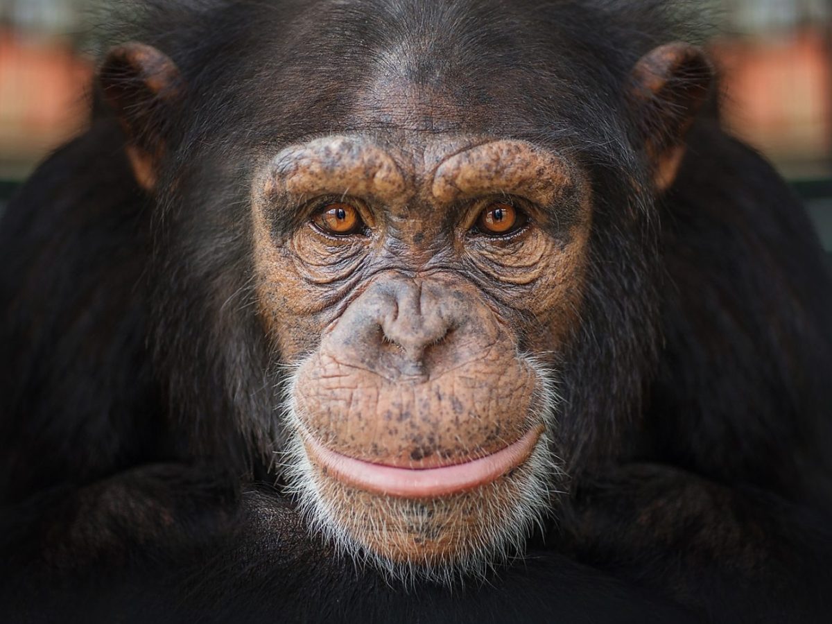 Chimpanzee Pan troglodytes