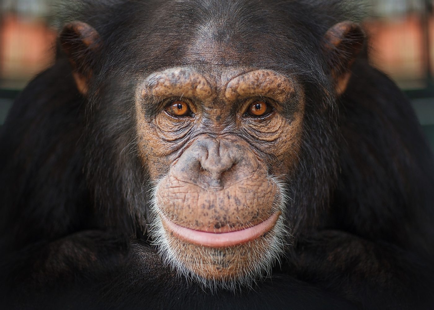 Chimpanzee Pan troglodytes