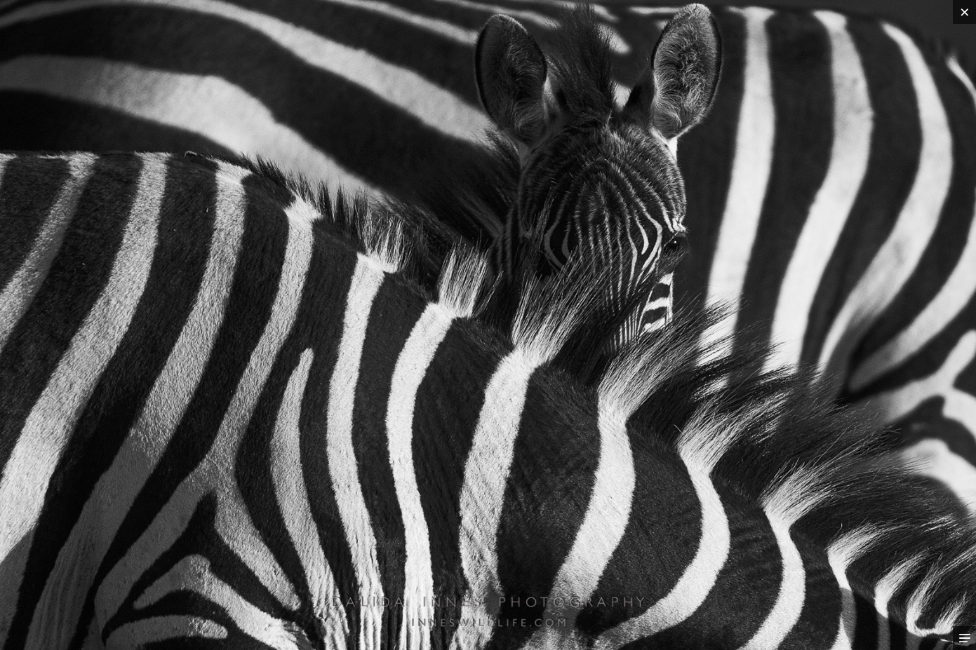 Zebra by Tiger inZebras by Dalida Innes Wildlife Photography