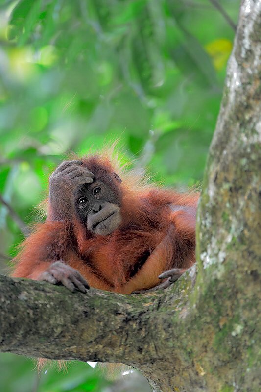 Craig Jones Wildlife Photography - Sumatran Orangutan baby