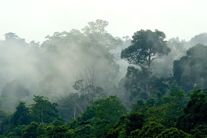 Craig Jones Wildlife Photography - Sumatran virgin rainforests