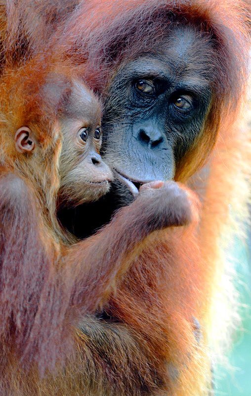 Craig Jones Wildlife Photography - Sumatran Orangutan mother and baby