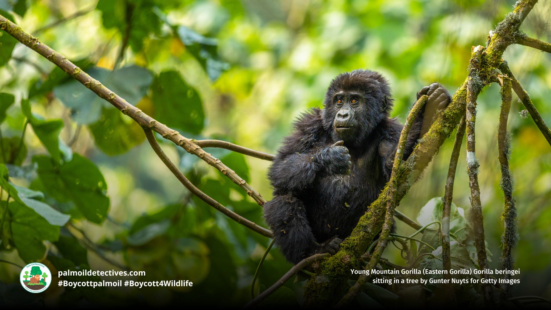 Eastern Gorilla Gorilla beringei