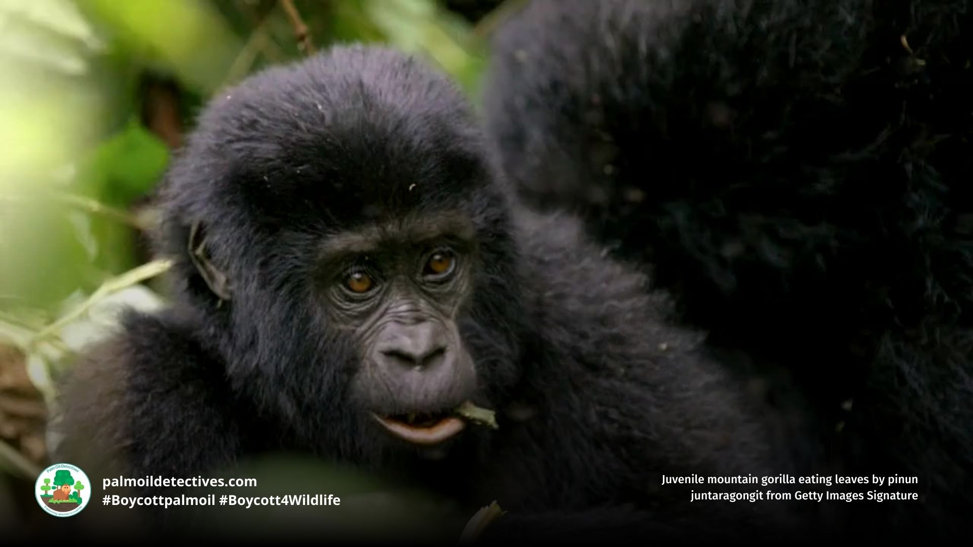 Eastern Gorilla Gorilla beringei