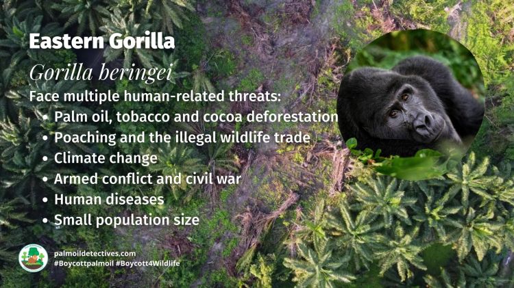 Eastern Gorilla Gorilla beringei