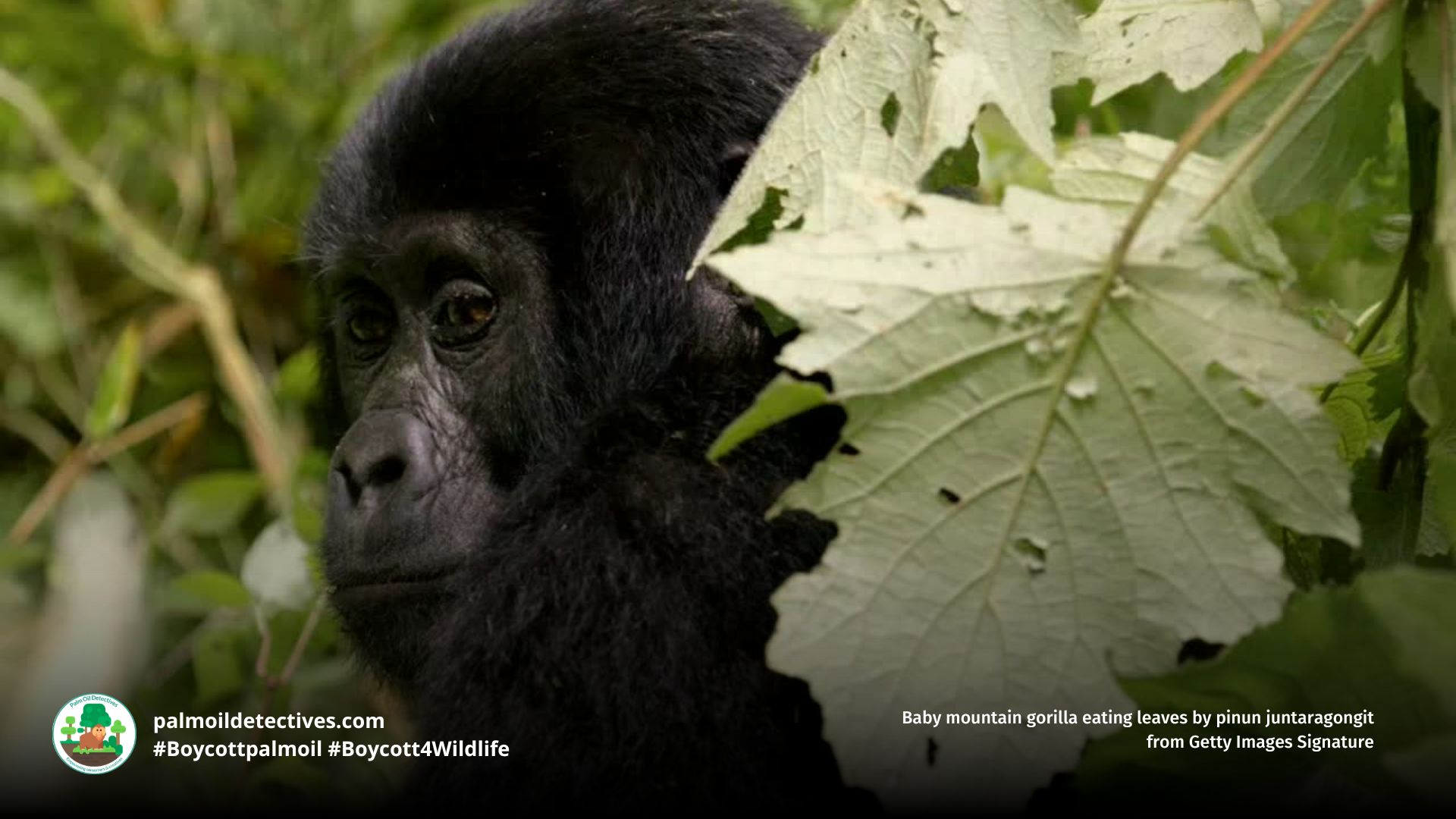 Eastern Gorilla Gorilla beringei