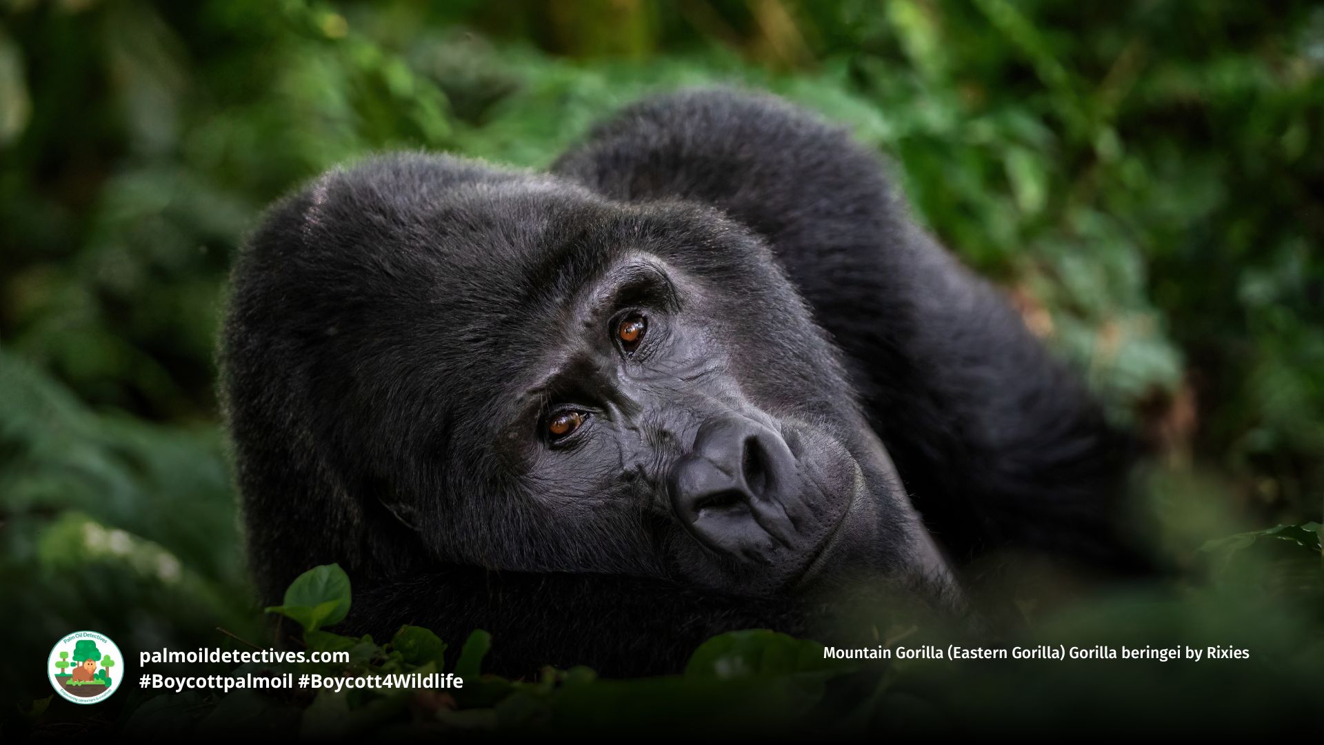 Eastern Gorilla Gorilla beringei