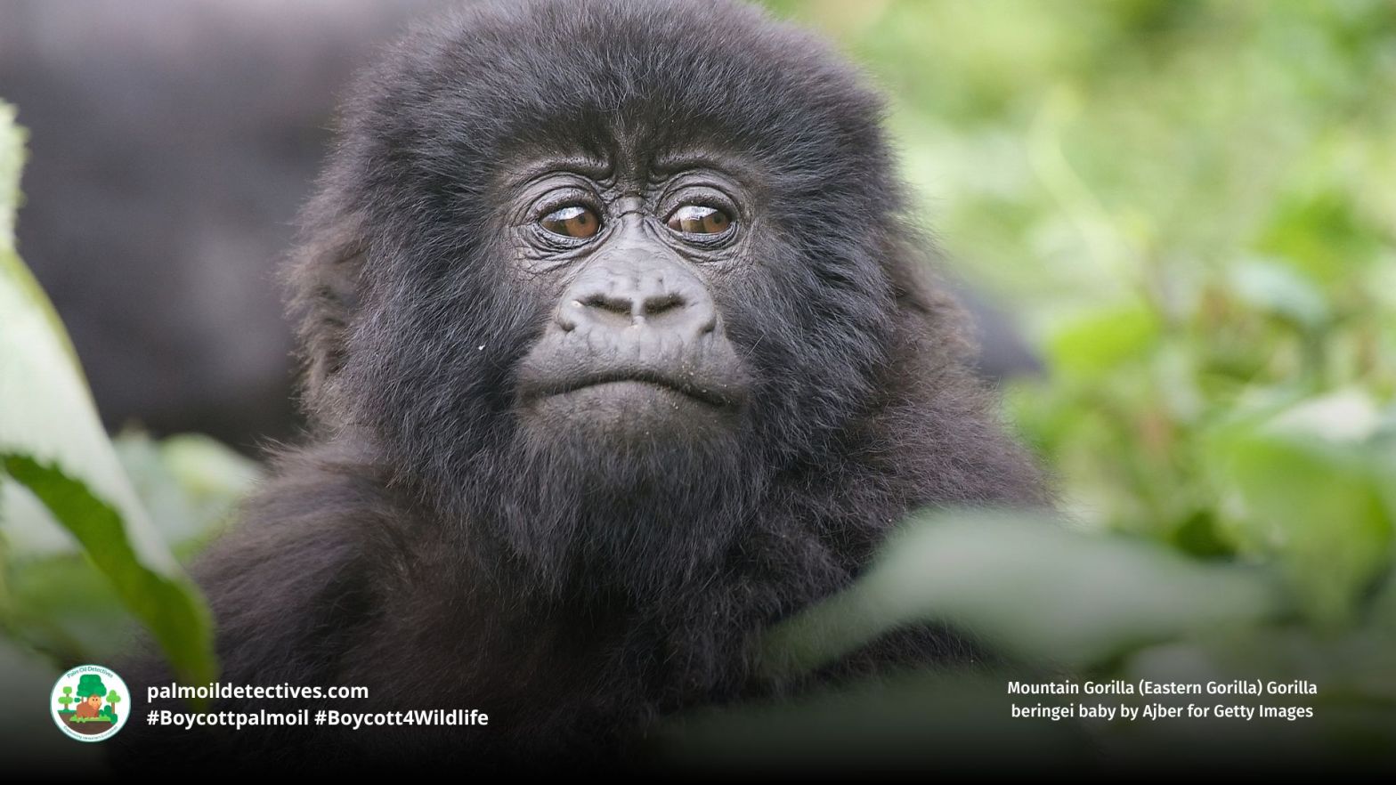 Eastern Gorilla Gorilla beringei